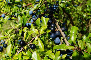 Schlehen Prunus spinosa im Alten Land bei Hamburg