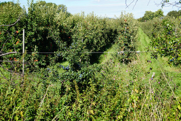 Schlehen Prunus spinosa im Alten Land bei Hamburg