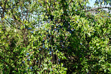 Schlehen Prunus spinosa im Alten Land bei Hamburg