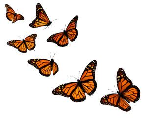 set of butterflies isolated on white