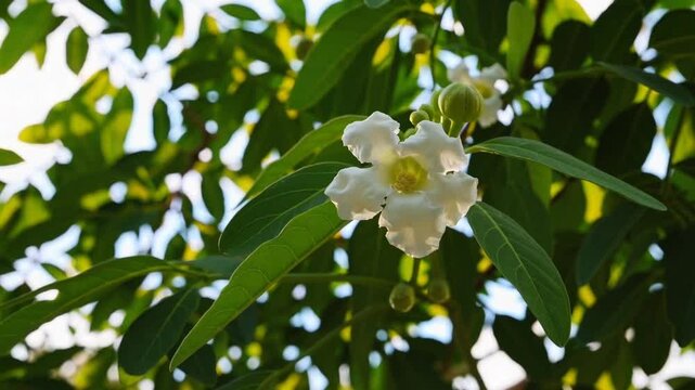 White flowers of drumstick tree / moringa The flower moringa with green leaves beautiful white flowers. this flower is too small. it's tree name is Drumstick tree. flowers