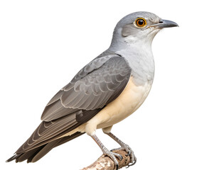 Obraz premium Mangrove Cuckoo Bird Side Profile Illustration, isolated on transparent background PNG