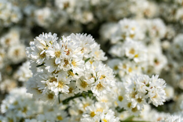 white flowers in spring on garden