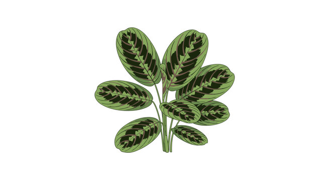 Detailed illustration of a prayer plant with patterned leaves isolated