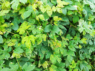 Ivy eaten by aphids. Plant disease. Daytime in summer.