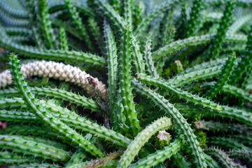 green cactus in the garden
