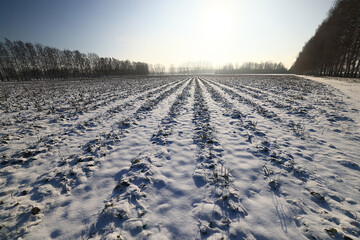 Winter field landscape with no people, abstract winter view