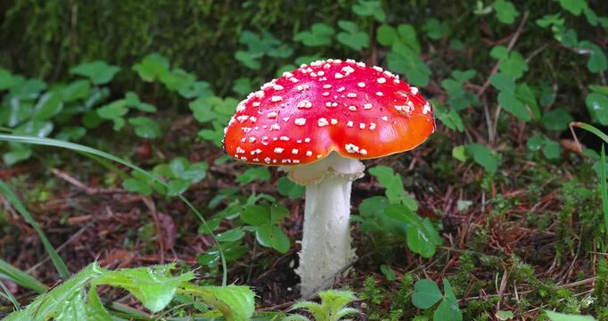 Macro - Dolomite Amanita Phalloides