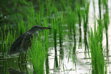 Heron in a rice field, wild bird nature close-up