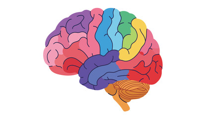 Colorful stylized anatomical illustration of the human brain divided into distinct lobes and regions with vibrant contrasting colors on a white background