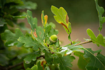 Green acorn in the forest