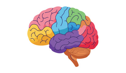 Colorful illustration of the human brain with different lobes clearly segmented and color coded against a clean white background representing cognitive functions