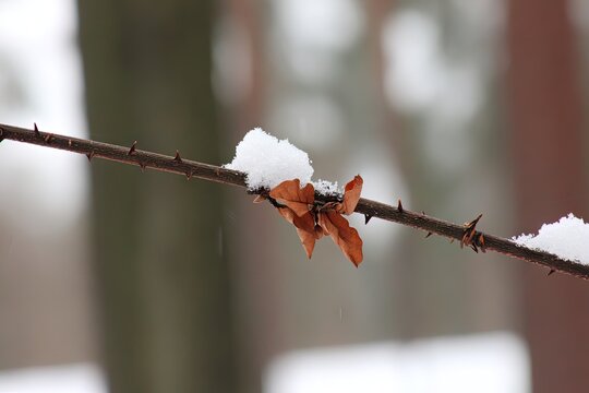 Snow-covered branch with dried leaves