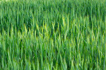 Background of green grain field with long ears
