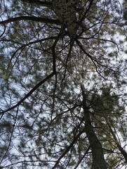 trees and sky