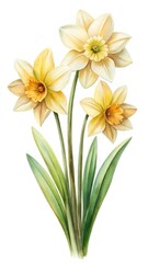 Fototapeta premium Watercolor Painting of Three Cream and Yellow Daffodils on a White Background