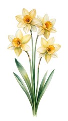 Fototapeta premium Watercolor Painting of Four Daffodil Flowers with Green Stems and Leaves on White