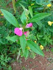pink flower in the garden