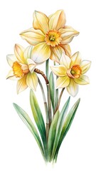 Fototapeta premium Watercolor Painting of Three Daffodil Flowers with Green Stems and Leaves