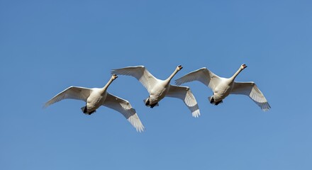 Obraz premium Three White Swans Flying in Clear Blue Sky During Daytime