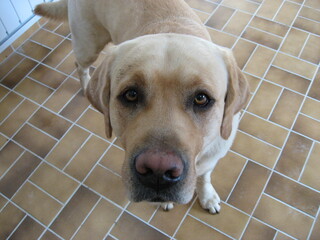 Portrait of a young white Labrador Retriever standing, looking intent, waiting for a command, with...