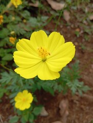 yellow flower in the garden