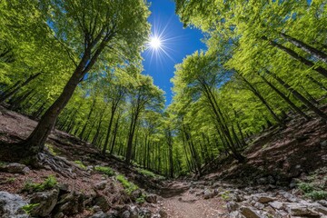 Lush forest canopy, sunlit path
