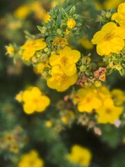 Yellow Flowers On Branch Macro