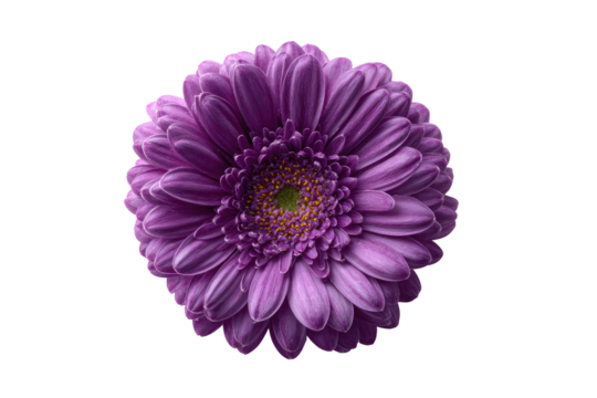 Close-up of a vibrant purple flower.  Dark background isolates the blossom.  Rounded shape with many overlapping petals.  Center displays a mix of yellow and deeper purple