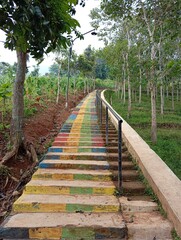 Fototapeta premium boardwalk in the forest