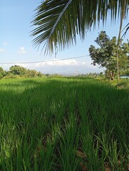 Obraz premium Coconut trees on the ricefield