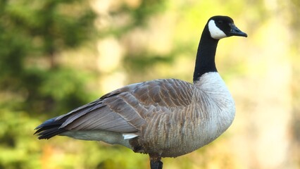 canada goose on the beach