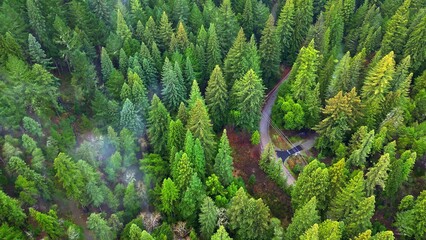 green grass in the woods