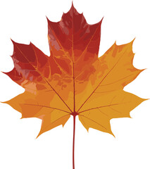 Vibrant multicolored autumn maple leaf isolated on white background, detailed close-up photo showcasing fall foliage and seasonal nature colors