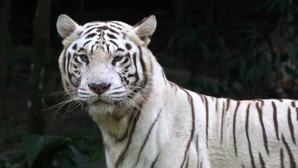 white bengal tiger