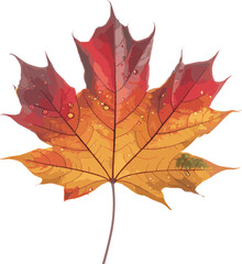 Vibrant multicolored autumn maple leaf isolated on white background, detailed close-up photo showcasing fall foliage and seasonal nature colors