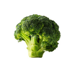 Fresh broccoli head, vibrant green