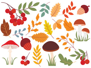 Autumn set of natural forest elements. Mushrooms, rowan berries, acorns, tree branches and leaves clip art collection. Fall season illustrations isolated on white background, vector graphic