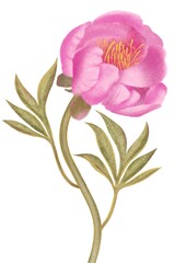 Watercolor pink peony on a long stem with leaves on a white background. Hand drawn botanical illustration.