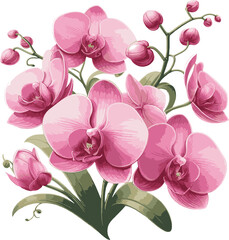 Pink Orchid Flower Illustration