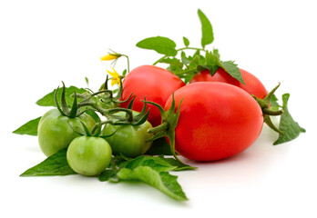 Fresh tomatoes with green and red fruits on vine isolated