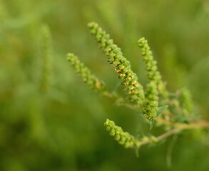 Fototapeta premium Ambrosia artemisiifolia ragweed flower spike with pollen close up