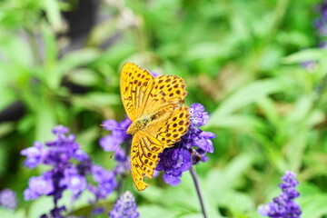花の蜜を吸うミドリヒョウモン