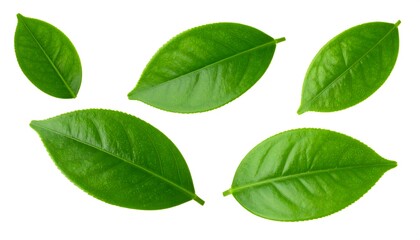 Close-up of vibrant green leaves, arranged in a loose, overlapping pattern against a pure white background.  Fresh and healthy, natural look