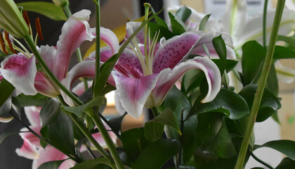 pink lilies in garden, Flowers