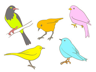 birds set 3