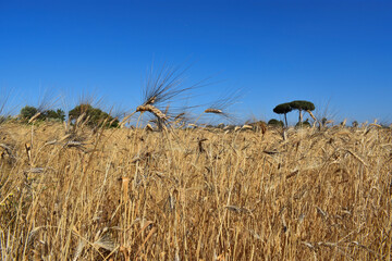Italy- Puglia
