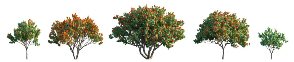 Saraca asoca (Ashoka Tree or Sorrowless Tree) isolated png on a transparent background premium cutout