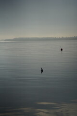Möwe auf der Ostsee