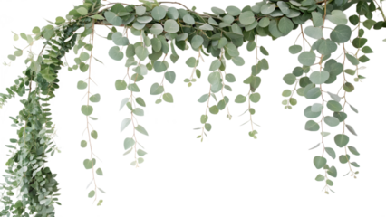 Eucalyptus Garland Transparent PNG Green Leaves Arch